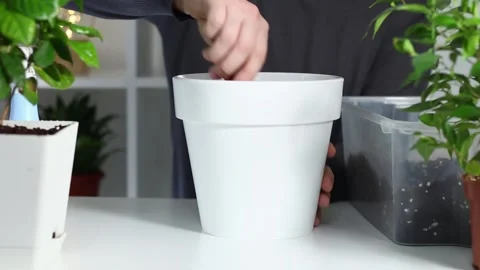 A man puts soil into new pot after replanting a plant from an old pot. Home Stock Footage 167240989