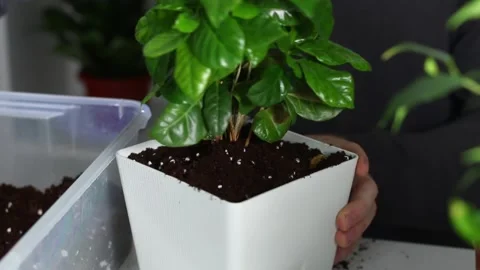 A man puts soil into new pot after replanting a plant from an old pot. Home Video stock 167241130