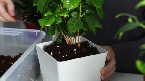 A man puts soil into new pot after replanting a plant from an old pot. Home Stock Footage 169413522