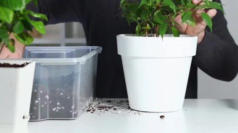 A man puts soil into new pot after replanting a plant from an old pot. Home Stock Footage 171595838