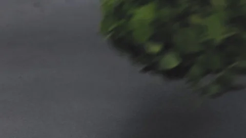 A man puts on the table basil, cherry tomatoes, mini cucumbers, vegetarianism Stock Footage 125653698