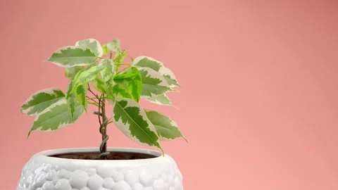 Man puts on the table Incredible ficus benjamina variegata, a flower in a white Stock Footage 200193088
