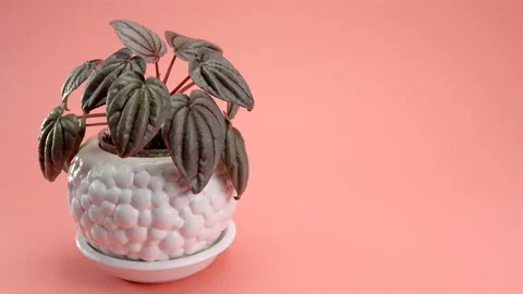 Man puts on the table Incredible Peperomia caperata Silver Frost, flower in a Video stock 200192031