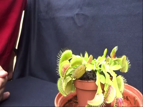 Man puts tongue in Venus flytrap Video stock 109392748