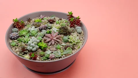 The man puts the vase on the table. Great arrangement of succulent flowers Video stock 200194844