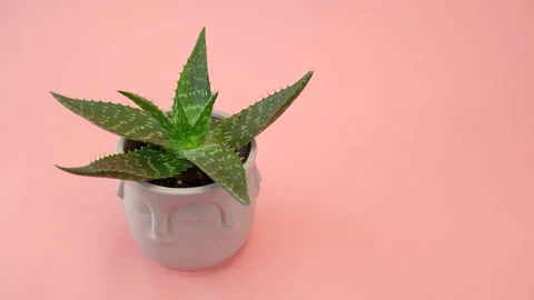 The man puts the vase on the table. Great arrangement of succulent flowers Stock Footage 200195521