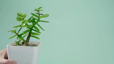 The man puts the vase on the table. Incredible Crassula ovata, succulent in a Stock Footage 200191329