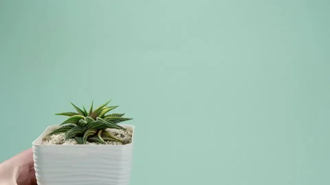 The man puts the vase on the table. Incredible Haworthia limifolia spiralis Video stock 200191451
