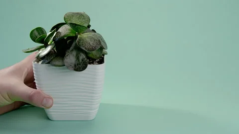 The man puts the vase on the table. Incredible Adromiscus Maculatus, succulent Stock Footage 200192235