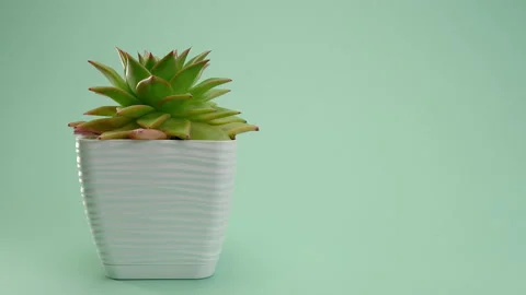 The man puts the vase on the table. Incredible Echeveria agavoides Ebony Stock Footage 200192390