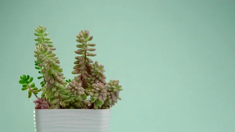 The man puts the vase on the table. Incredible Sedum rubrotinctum Aurora Stock Footage 200192569