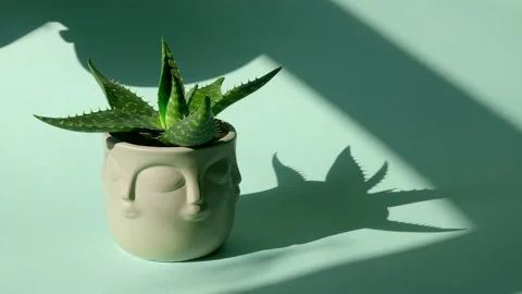 The man puts the vase on the table. Incredible Aloe tigrina succulent in a gray Stock Footage 200193269