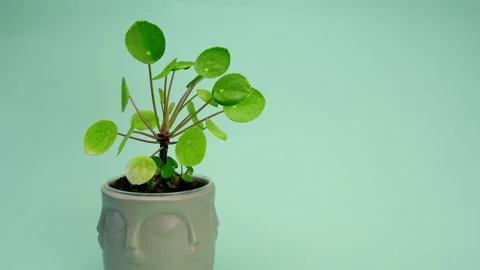 The man puts the vase on the table. Incredible Pilea peperomioides, a flower in Video stock 200193531