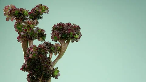 The man puts the vase on the table. Incredible Aeonium cristata Shwarts Stock Footage 200193806
