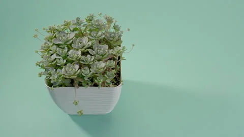 The man puts the vase on the table. Incredible Orostachys, succulent in a white Stock Footage 200193965