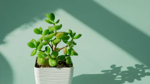 The man puts the vase on the table. Incredible Cotyledon tomentosa, cotyledon Stock Footage 200194166