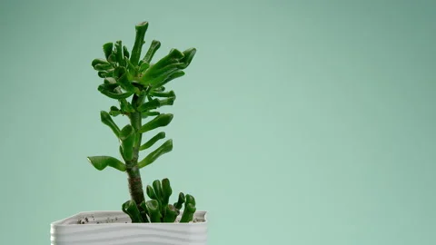The man puts the vase on the table. Incredible Crassula gollum, succulent in a Stock Footage 200194599