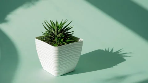 The man puts the vase on the table. Incredible Haworthia fasciata, succulent in Stock Footage 200195001
