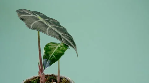 The man puts the vase on the table. Incredible Alocasia Polly, Alocasia bambini Video stock 200195204