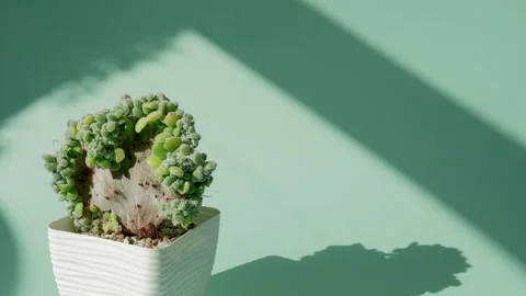 The man puts the vase on the table. Incredible Echeveria pulvinata frosty Stock Footage 200195353