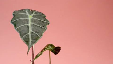 The man puts the vase on the table. Incredible Alocasia Polly, Alocasia bambini Stock Footage 200195799