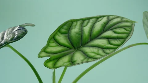 The man puts the vase on the table. Incredible Alocasia Dragon scale, a leaf Video stock 200197518