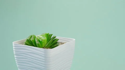 The man puts the vase on the table. Incredible Haworthia truncata limegreen Stock Footage 200198337