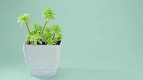 The man puts the vase on the table. Incredible Sedum Palmeri, succulent in a Video stock 219505613