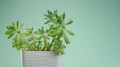 The man puts the vase on the table. Incredible Graptosedum Francesco Baldi Video stock 219505840