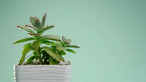 The man puts the vase on the table. Incredible Cotyledon tomentosa chocolate Stock Footage 219506968