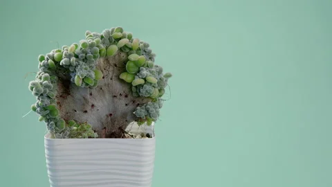 The man puts the vase on the table. Incredible Echeveria pulvinata frosty Video stock 219507099
