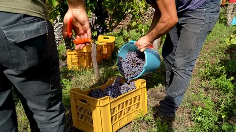 Man putting the bunch of grapes in the box Video stock 116651826