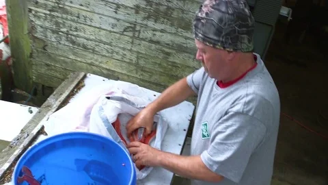 Man putting fish fillets in the bucket Stock Footage 83179604