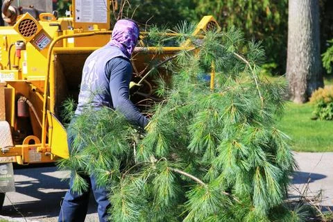 Man putting large pine tree branches into a large yello wood chipping machine Stock Photos