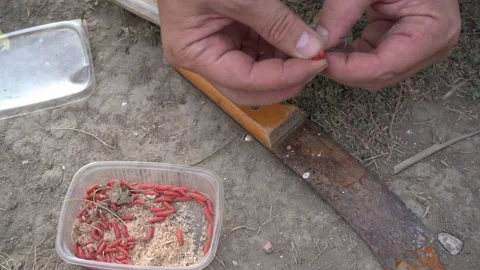 Man is putting maggot on fish-hook. Fishing outdoors. Hobby in the nature. Stock Footage 160357779