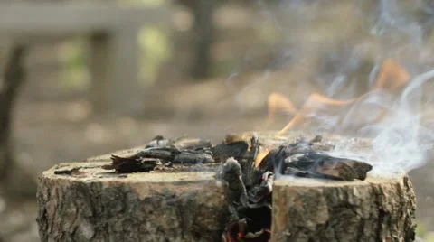 Man putting pine cone in bonfire Vidéo 68493849