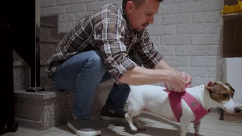 Man putting a pink harness on a Jack Russell Terrier at home. A man put a p.. Stock Footage 332152503