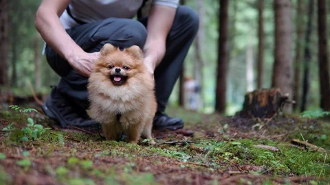 Man putting a pomeranian tiny small nano dog on a leash Stock Footage 115253859