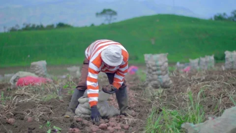 Man putting potatoes in a burlap sacks in countryfield Видео 75166564