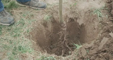 Man putting seedling in pit. Stock Footage 237160689
