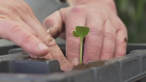 Man putting sprout in garden. Courgette (Zucchini) seedlings growing in Stock Footage 152351053