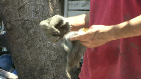 Man Putting On Work Gloves 스톡 동영상 795761