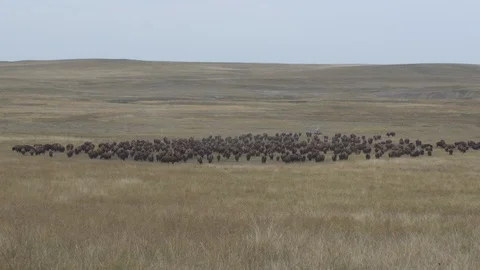 Man on quad herding large heard of Bison 動画素材 88430751