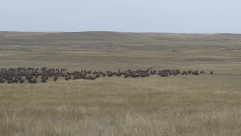 Man on quad herding large heard of Bison 動画素材 88430760