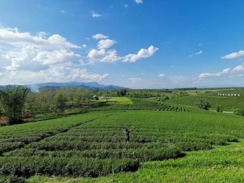 A man raising his arms in Choui Fong Tea Plantation. - happy, relaxed Chiang  Stock Photos