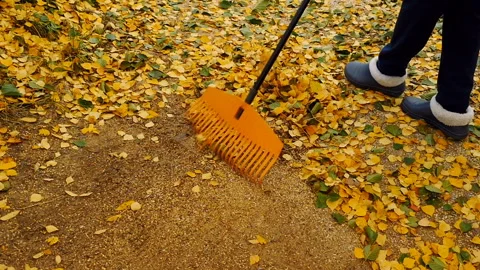 Man with a rake collects fallen yellow leaves Stock Footage 254669902
