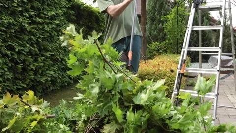 Man rakes cut branches and leaves from maple tree in backyard garden. Gardening Stock Footage 310870065