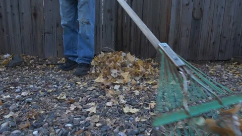 A man raking leaves in his yard in Autumn Stock Footage 287331237
