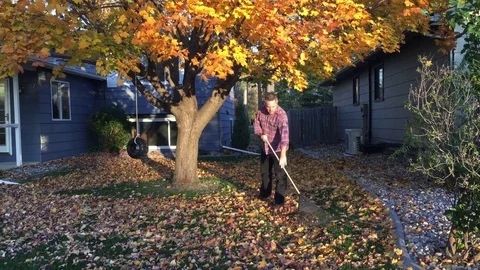 Man Raking Leaves Under Fall Tree Video stock 81676265