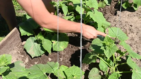 A man raking the soil in a cucumber patch Vídeos de archivo 280667039